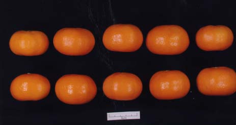 果实 (MAFF, Japan)