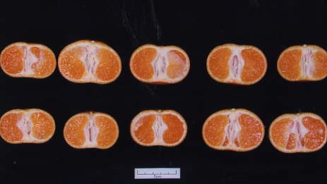 果实 (MAFF, Japan)