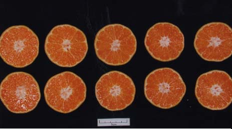 树体 (MAFF, Japan)