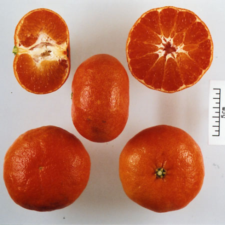 树体 (MAFF, Japan)