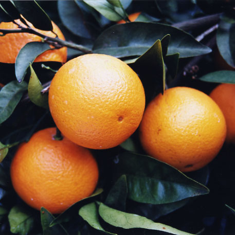 树体 (MAFF, Japan)