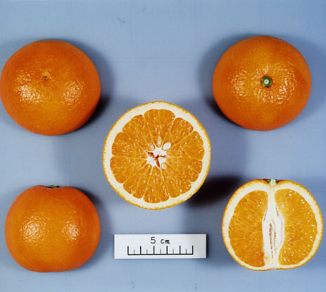 果实 (MAFF, Japan)