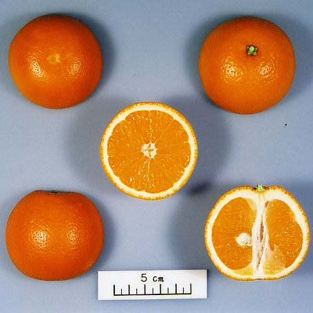 树体 (MAFF, Japan)