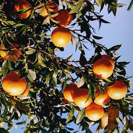 果实 (MAFF, Japan)