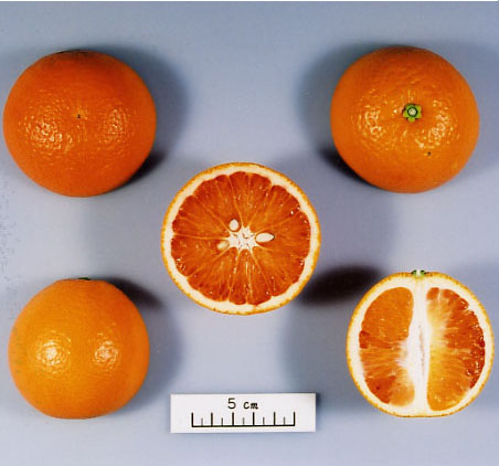 树体 (MAFF, Japan)