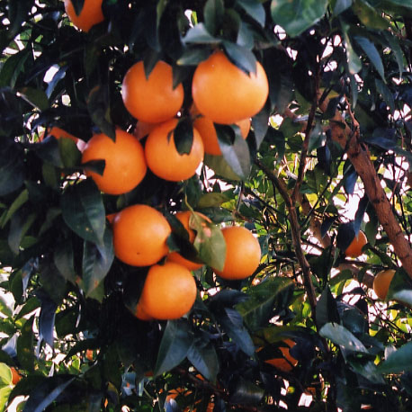 果实 (MAFF, Japan)