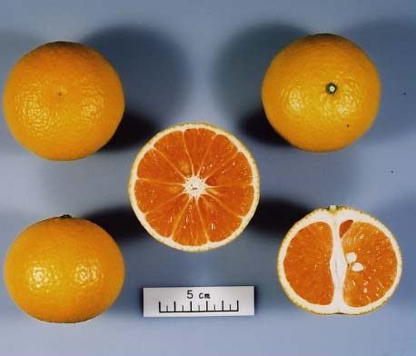 树体 (MAFF, Japan)