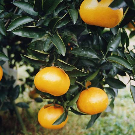 树体 (MAFF, Japan)