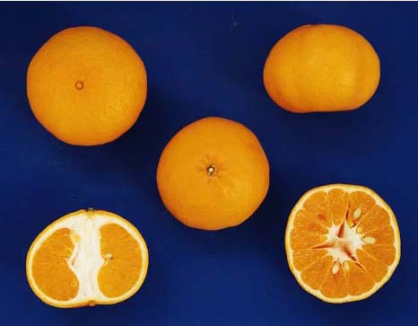 果实 (MAFF, Japan)