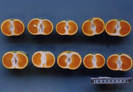 树体 (MAFF, Japan)