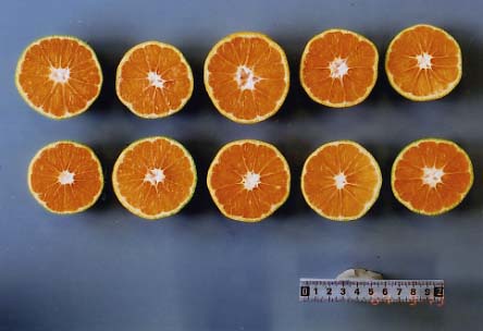 果实 (MAFF, Japan)