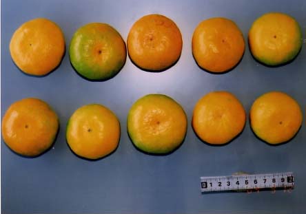 果实 (MAFF, Japan)