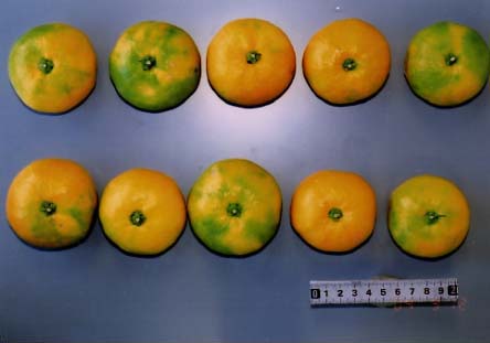 果实 (MAFF, Japan)