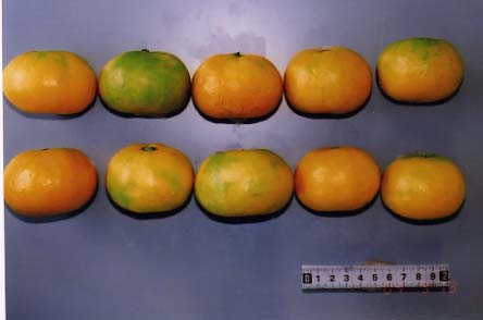 果实 (MAFF, Japan)