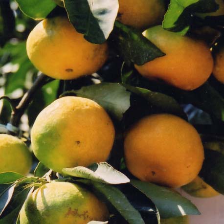 树体 (MAFF, Japan)