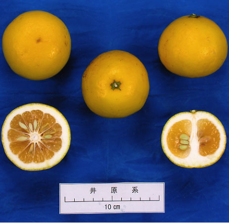 树体 (MAFF, Japan)