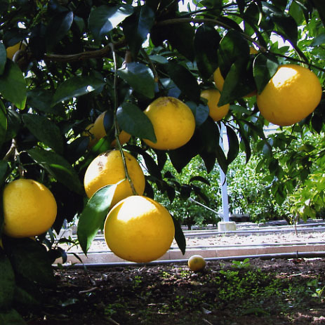 果实 (MAFF, Japan)