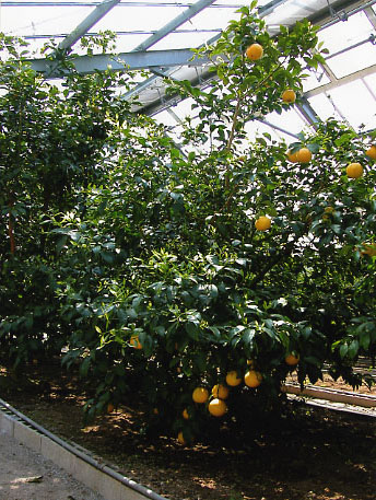 果实 (MAFF, Japan)