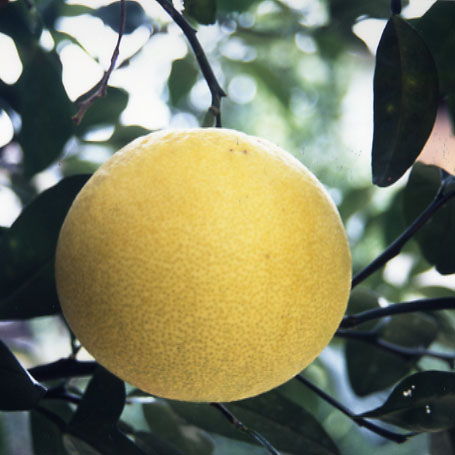 树体 (MAFF, Japan)