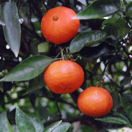 树体 (MAFF, Japan)