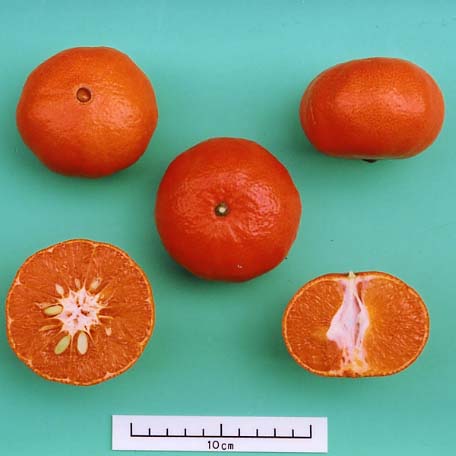 果实 (MAFF, Japan)