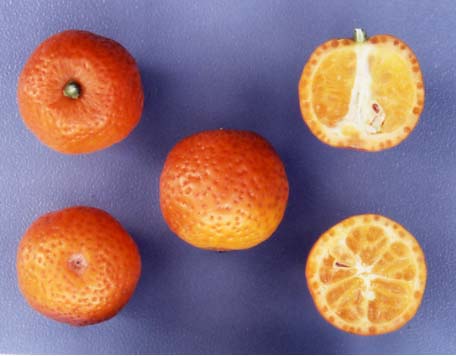 树体 (MAFF, Japan)