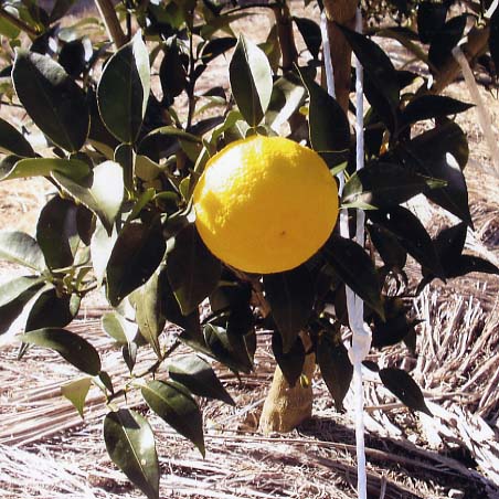 树体 (MAFF, Japan)