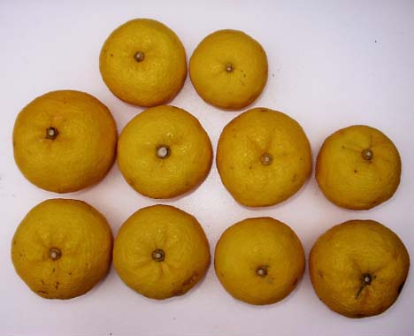 果实 (MAFF, Japan)