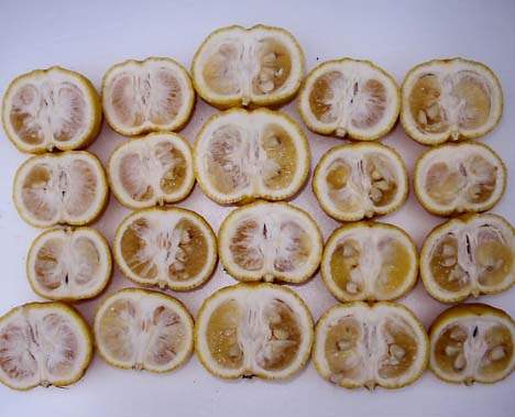 果实 (MAFF, Japan)