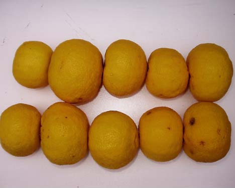 果实 (MAFF, Japan)