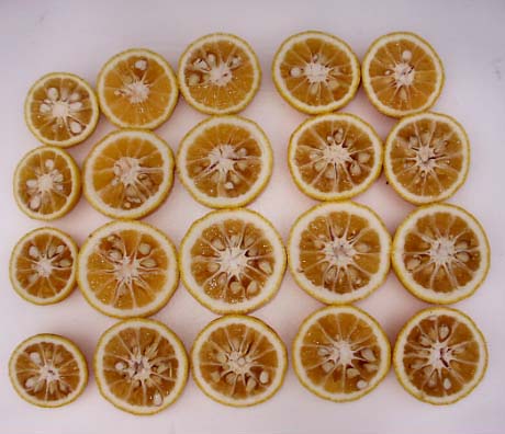 树体 (MAFF, Japan)