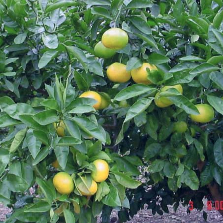 树体 (MAFF, Japan)