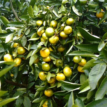 树体 (MAFF, Japan)