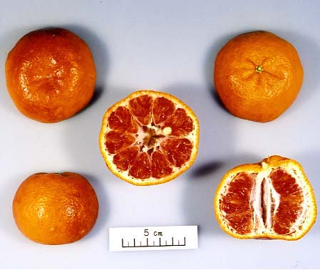 树体 (MAFF, Japan)