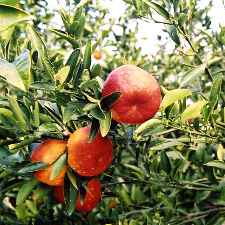 果实 (MAFF, Japan)