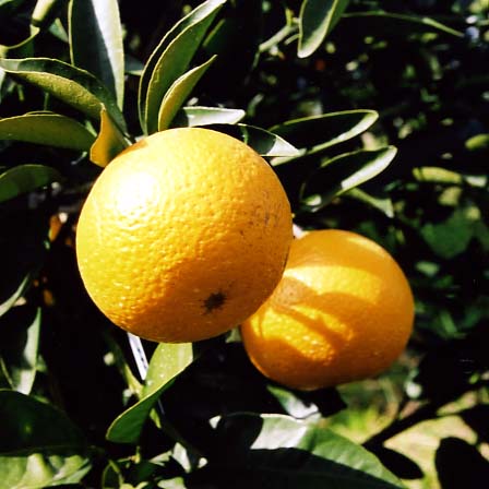 果实 (MAFF, Japan)