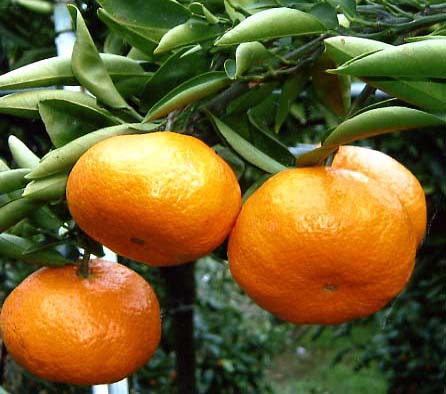 树体 (MAFF, Japan)