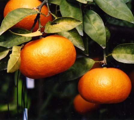 树体 (MAFF, Japan)