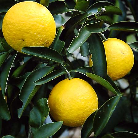 树体 (MAFF, Japan)