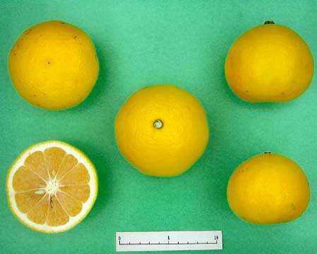 果实 (MAFF, Japan)