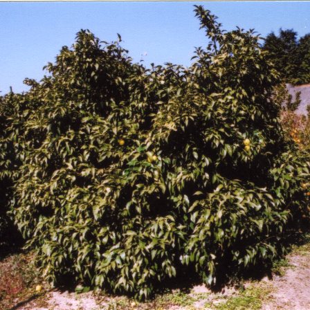 树体 (MAFF, Japan)