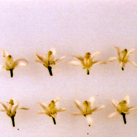 果实 (MAFF, Japan)