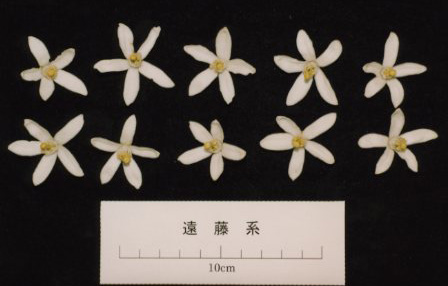 树体 (MAFF, Japan)