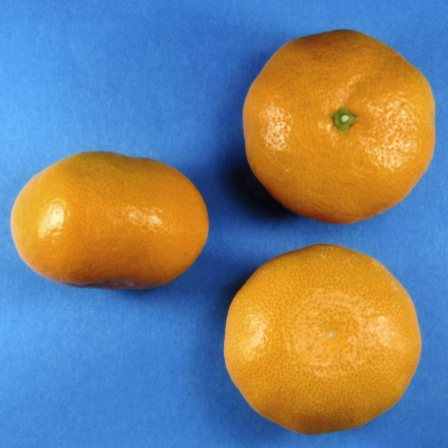 果实 (MAFF, Japan)