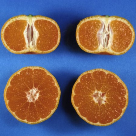 果实 (MAFF, Japan)