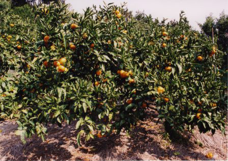 果实 (MAFF, Japan)