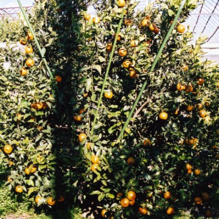 树体 (MAFF, Japan)