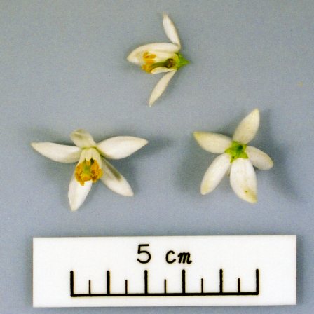 果实 (MAFF, Japan)