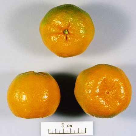 果实 (MAFF, Japan)