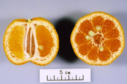 果实 (MAFF, Japan)